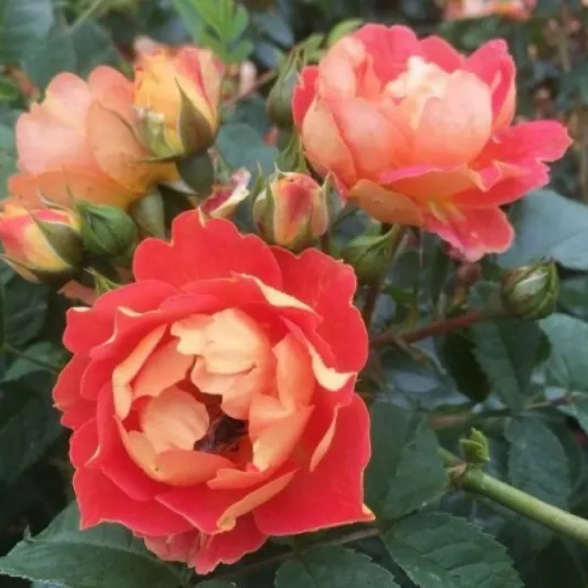 Primo piano di rosa Bienenweide Mango con piccoli fiori arancio albicocca aperti e luminosi