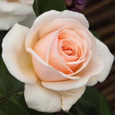 Rosa Courage con grandi fiori 
