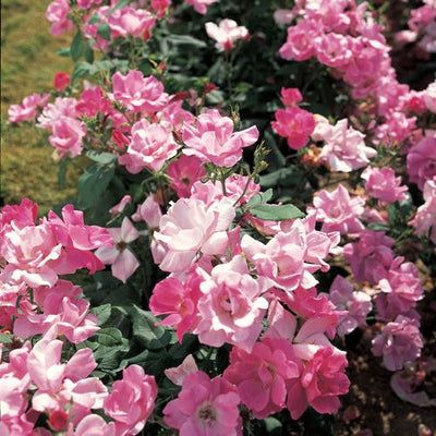 Rosa Double Pink Knock Out con fiori rosa