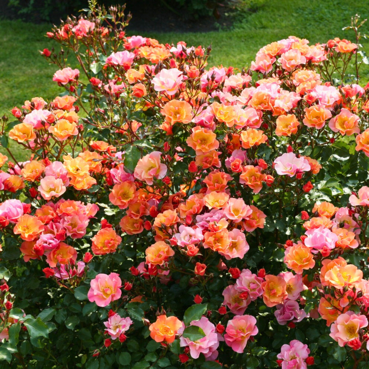 Pianta di rosa Jazz con abbondante fioritura dai toni caldi e foglie verdi ornamentali