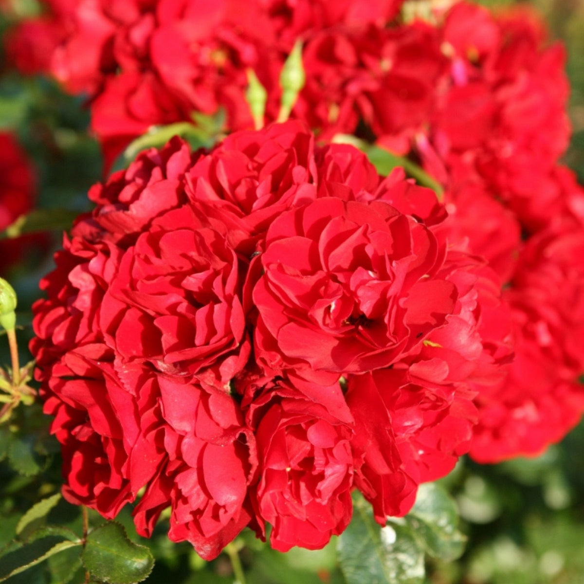 Dettaglio ravvicinato di rosa Red Mirato con petali rosso vivo