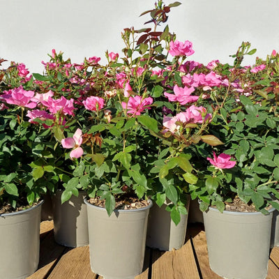 Rosa paesaggistica Pink Knock Out in vaso