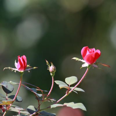 Rosa paesaggistica ‘Pink Knock Out’ Meilland fiori piccoli