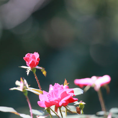 Dettaglio di fiore rosa della rosa Pink Knock Out