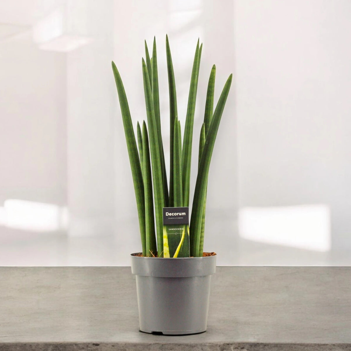 Sansevieria cylindrica 'Rocket'