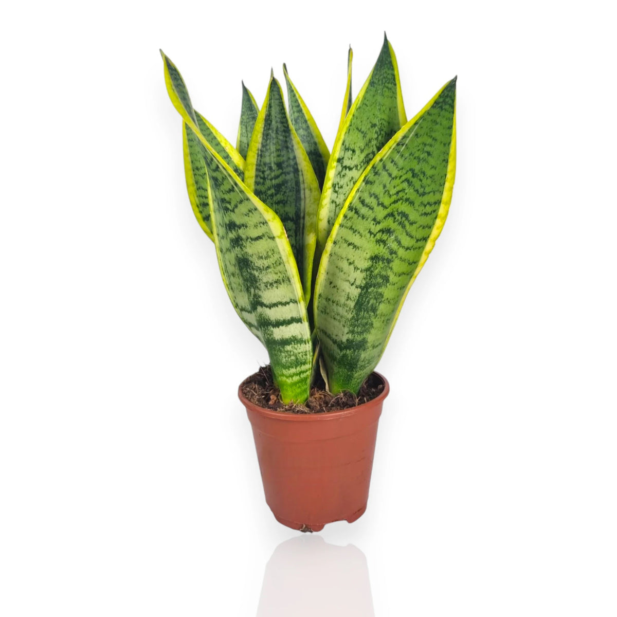 Sansevieria trifasciata Futura Superba con foglie larghe e bordi gialli 