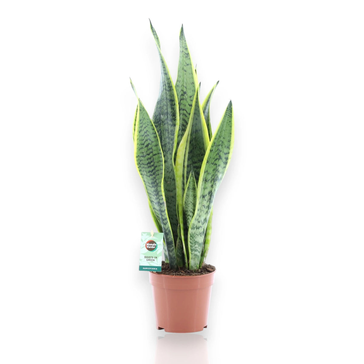 Sansevieria trifasciata Laurentii con foglie verdi bordi gialli in vaso 