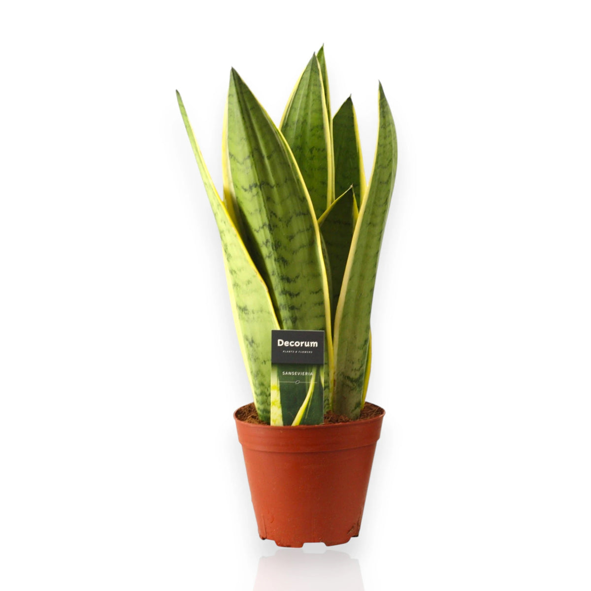 Sansevieria trifasciata White Snow in vaso con foglie verdi