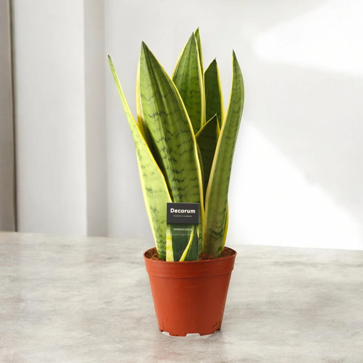 Sansevieria trifasciata 'White Snow'
