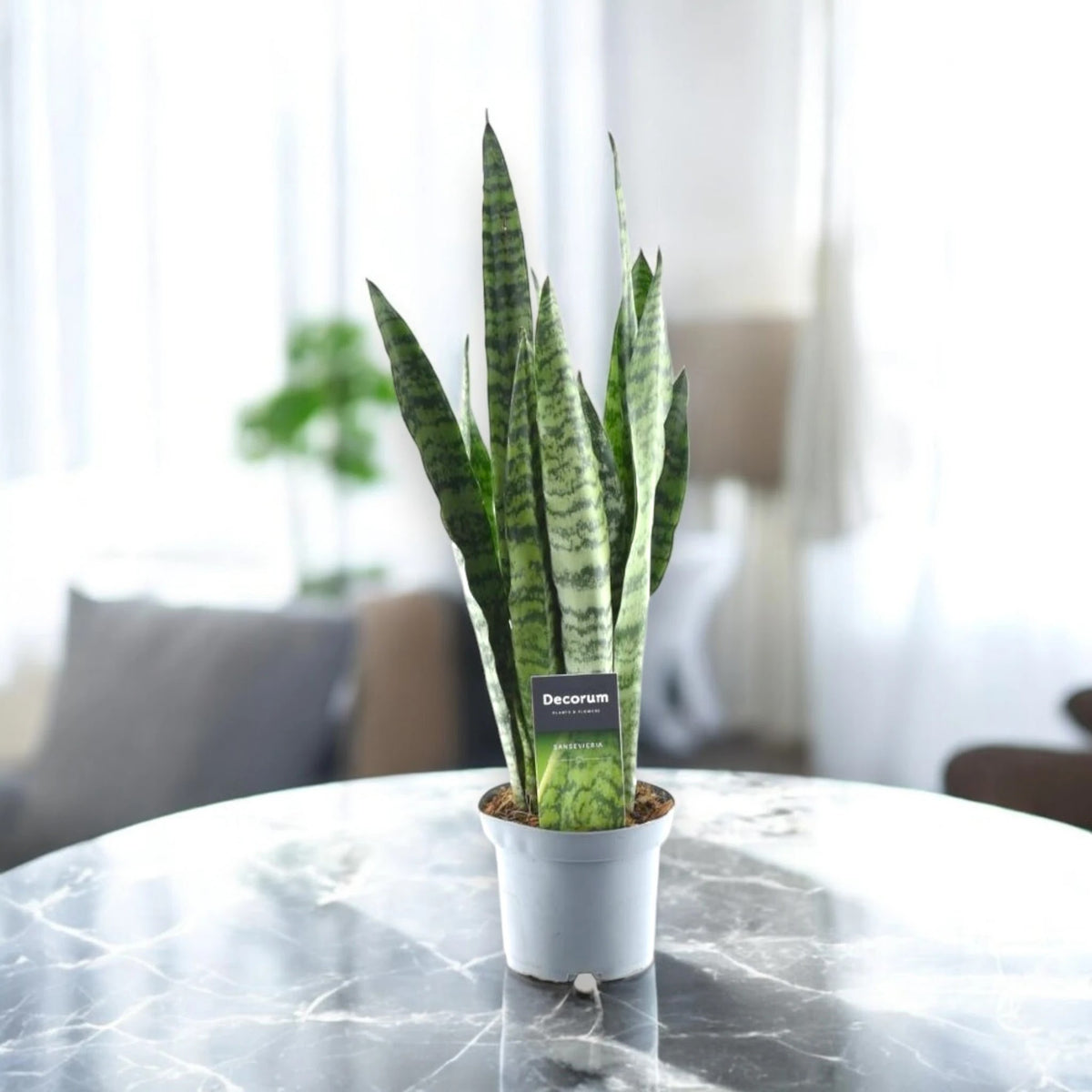 Sansevieria zeylanica