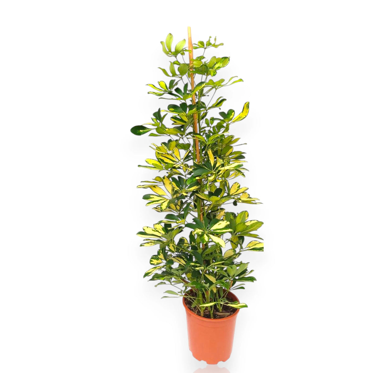 Schefflera Gold Capella con foglie variegate