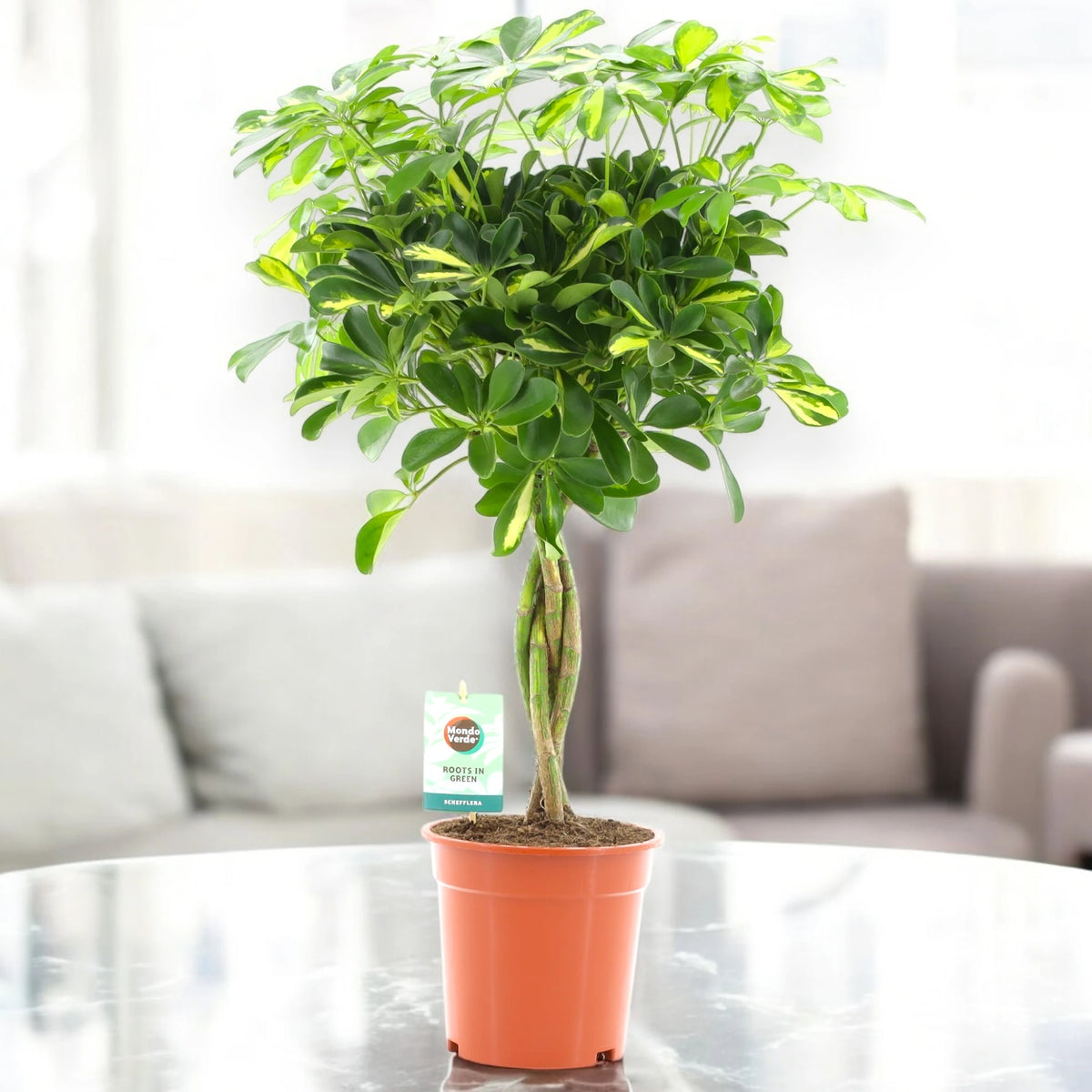 Alberello di Schefflera Gold Capella