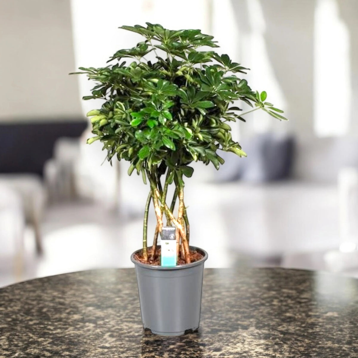 Schefflera Compacta