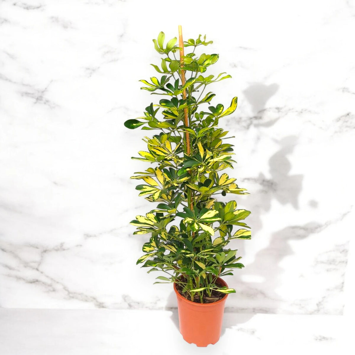 Schefflera arboricola 'Gold capella' sfondo marmo