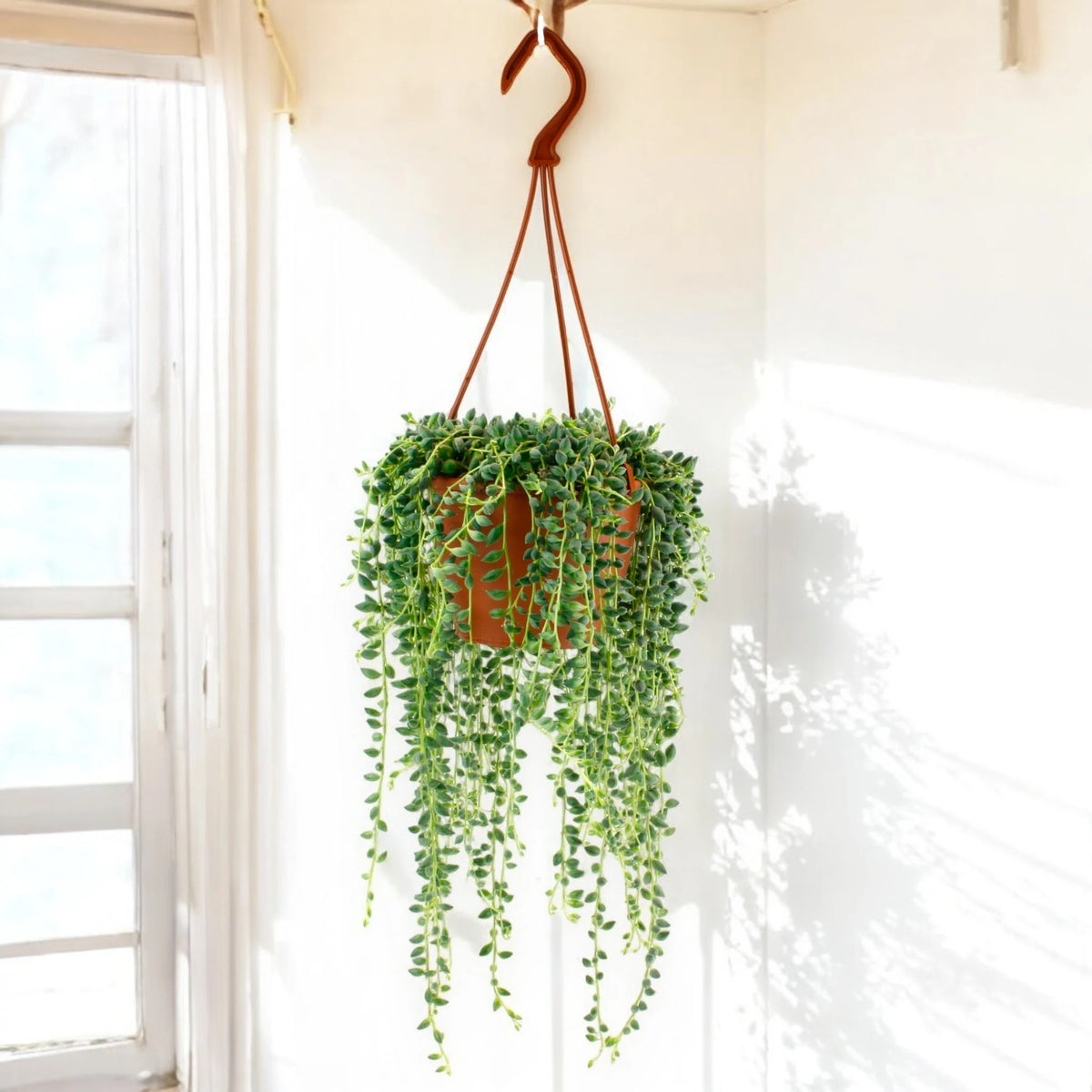 Senecio herreianus