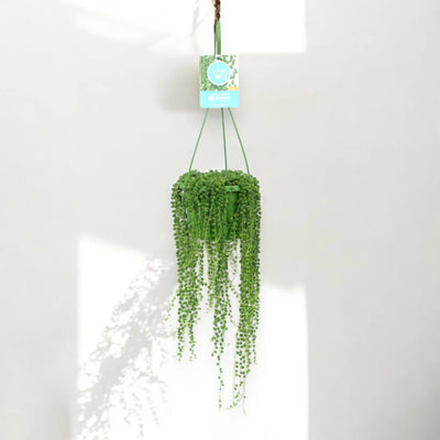 Senecio rowleyanus sfondo neutro