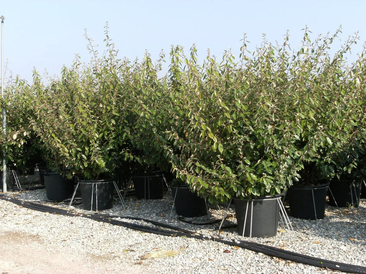 Elaeagnus ebbingei utilizzato come siepe