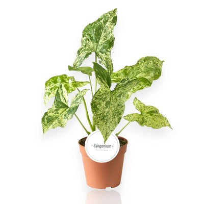 Syngonium Mottled in vaso con foglie marmorizzate verde e crema