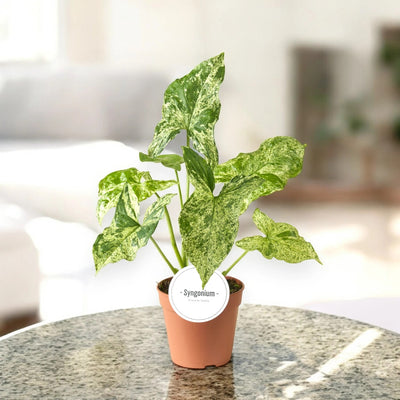 Syngonium Mottled con screziature caratteristiche verde scuro e crema
