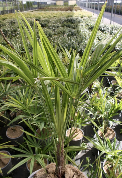 Palma Trachycarpus fortunei inserita in un giardino con vegetazione ornamentale.