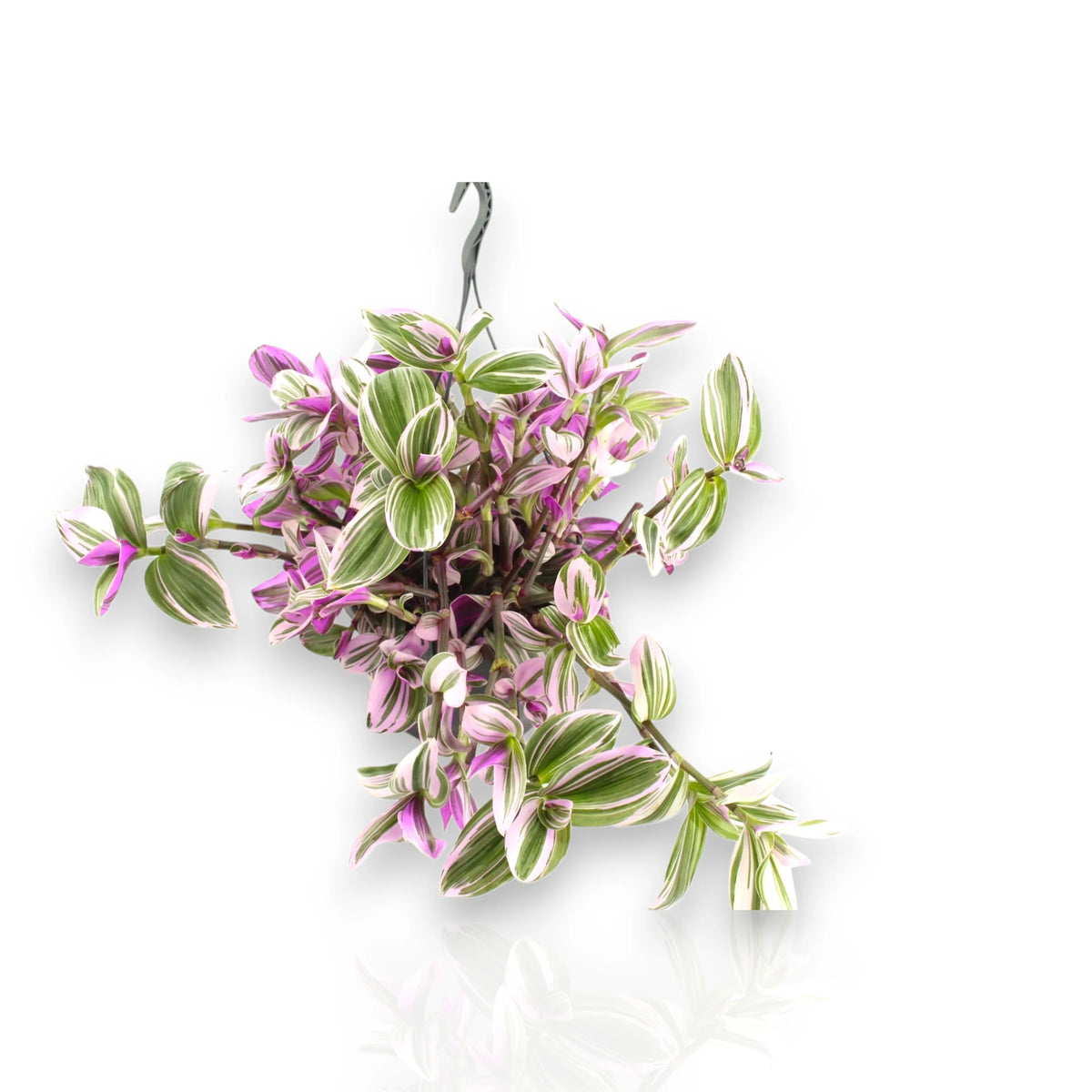 Tradescantia Nanouk ricadente in basket
