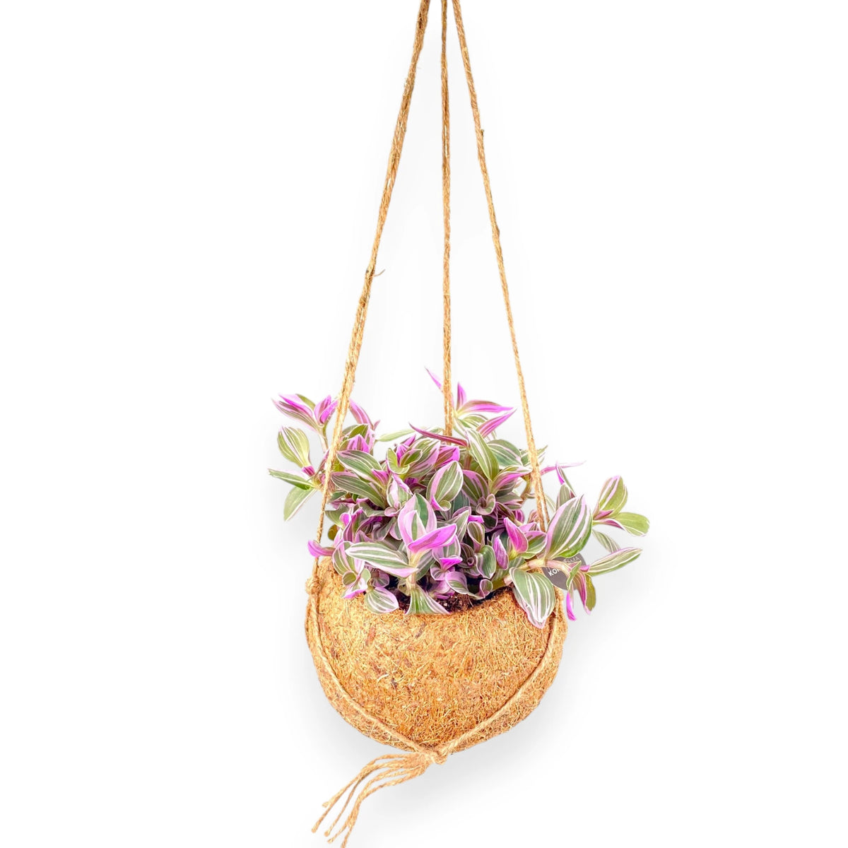 Tradescantia Sweetness in kokedama