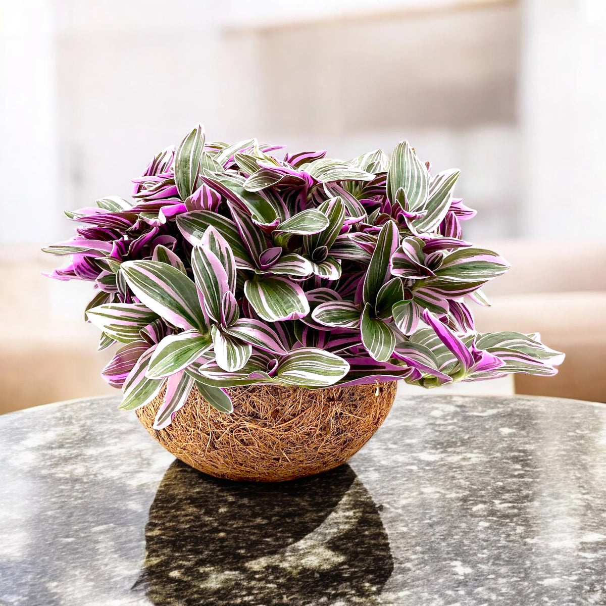 Tradescantia cerinthoides 'Sweetness' in vaso decorativo appoggiata su un tavolo in un soggiorno luminoso.