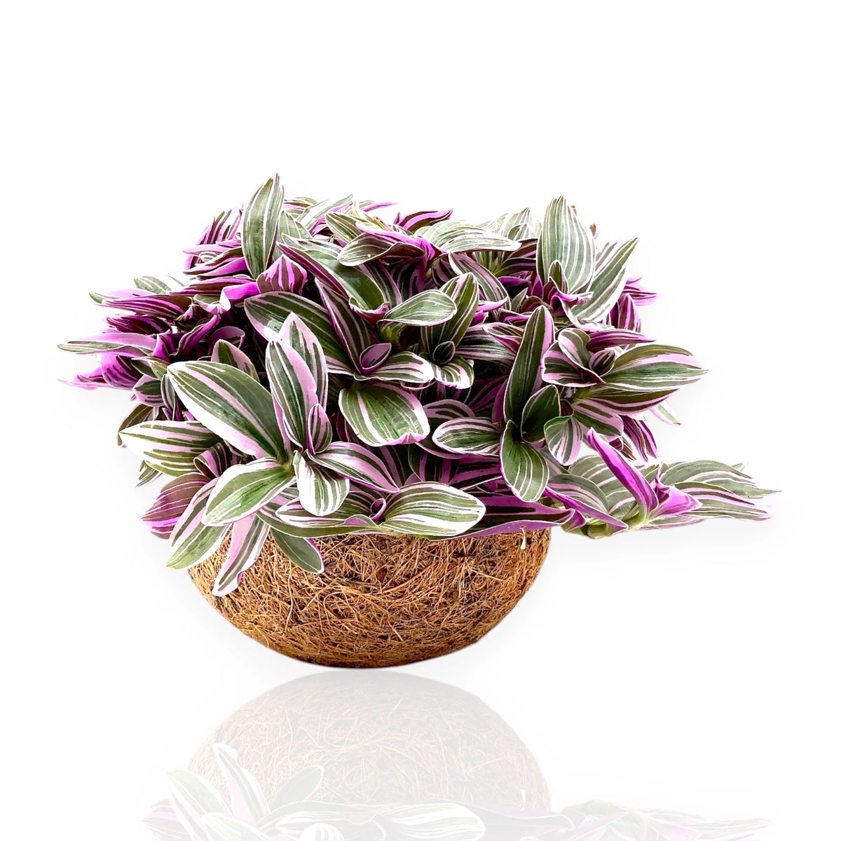 Pianta di Tradescantia cerinthoides 'Sweetness' in vaso con foglie variegate verde, bianco e rosa su sfondo bianco.