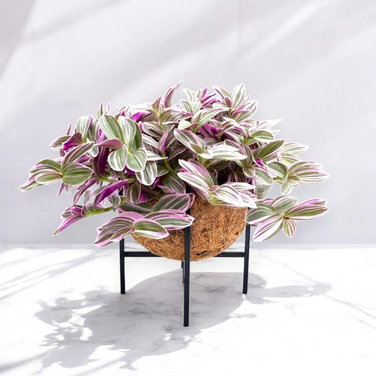 Tradescantia cerinthoides 'Sweetness' con foglie variegate esposta su un tavolino in un soggiorno contemporaneo.