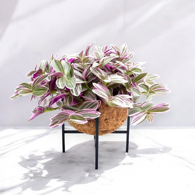 Tradescantia cerinthoides 'Sweetness' con foglie variegate esposta su un tavolino in un soggiorno contemporaneo.