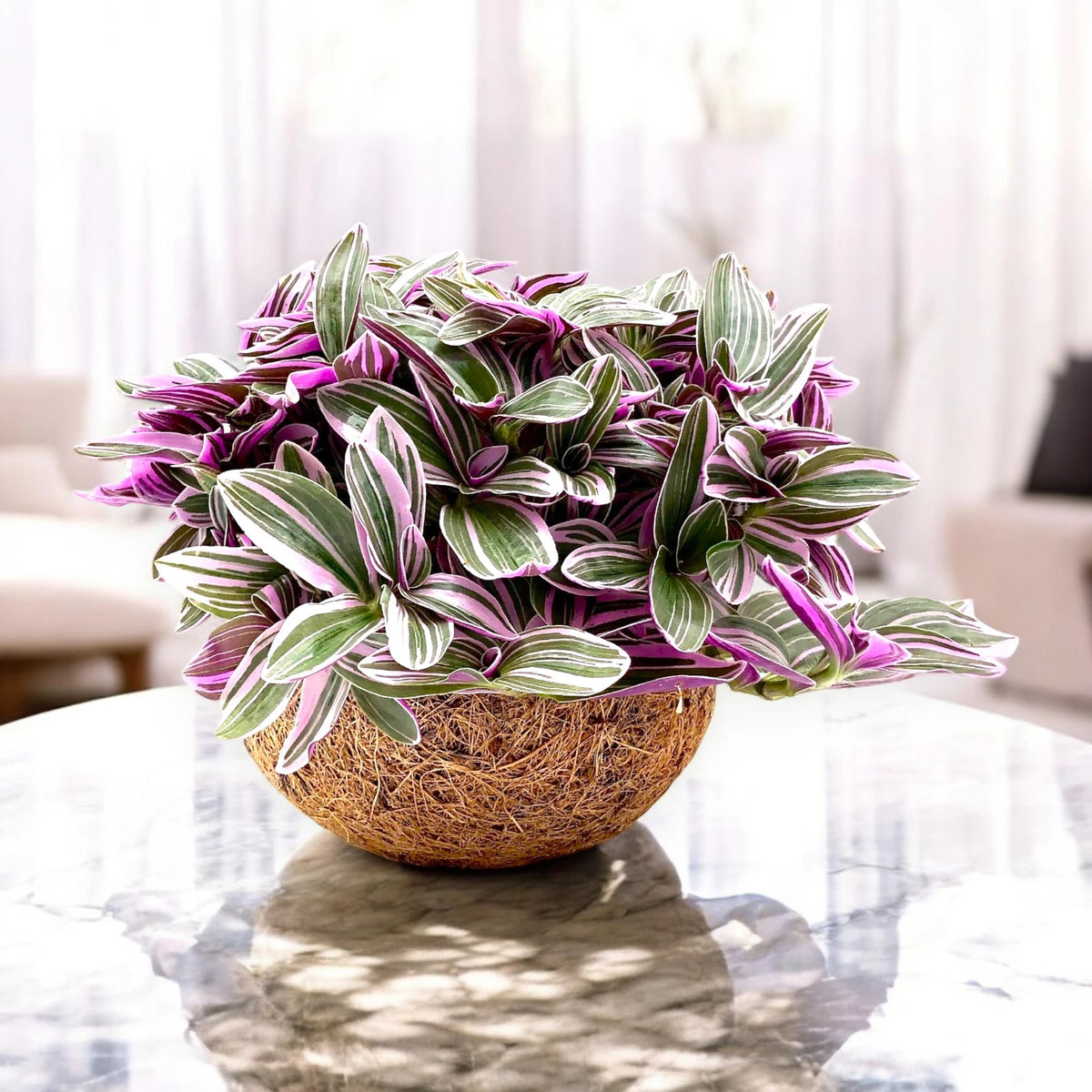 Pianta di Tradescantia cerinthoides 'Sweetness' in vaso intrecciato su tavolino in una casa dallo stile minimal.