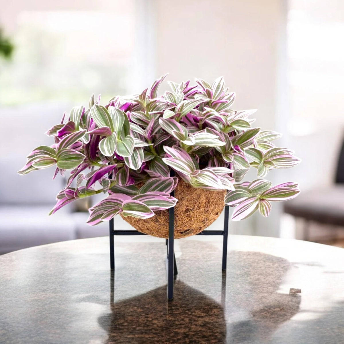 Pianta di Tradescantia cerinthoides 'Sweetness' in vaso decorativo all'interno di una casa moderna e luminosa.