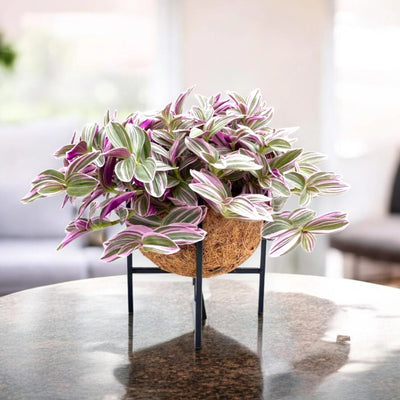 Pianta di Tradescantia cerinthoides 'Sweetness' in vaso decorativo all'interno di una casa moderna e luminosa.