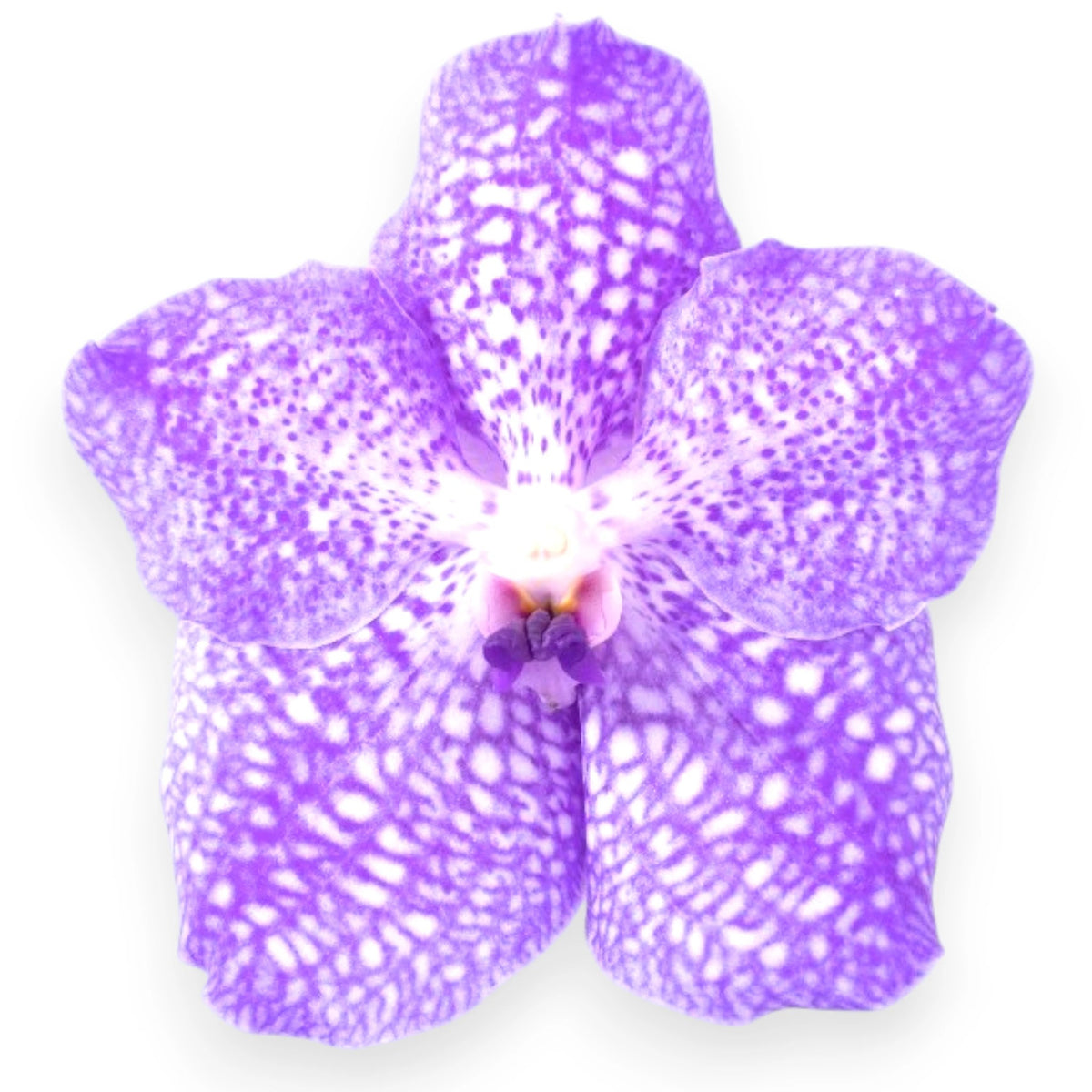 Vanda 'Light Blue' dettaglio