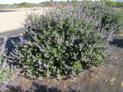 Arbusto fiorito di Vitex Chicagoland Blues