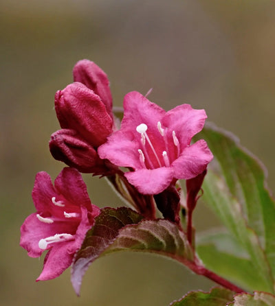 Fiori rosa di Weigela Alexandra