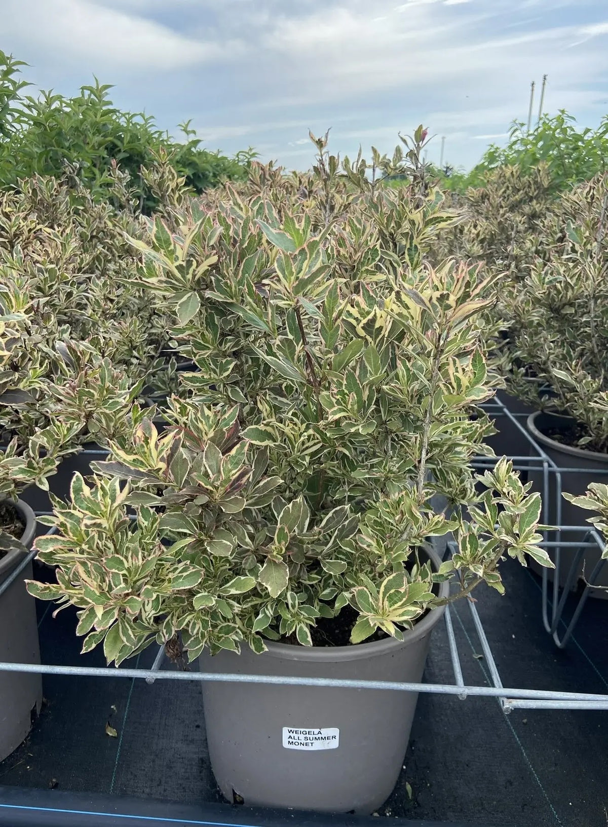 Pianta variegata di Weigela florida Monet