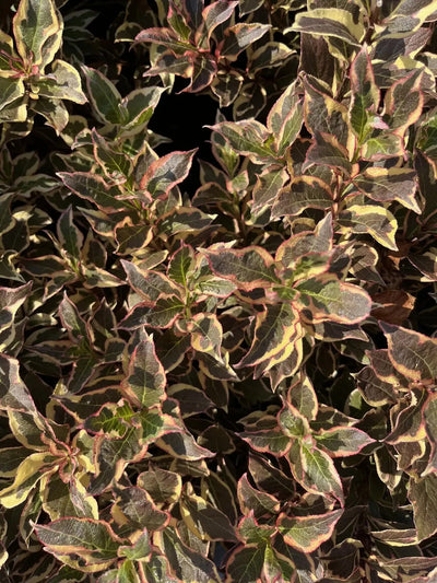 Foglie variegate di Weigela Monet