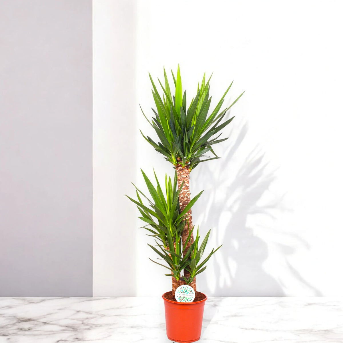 Yucca grande elegante