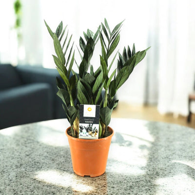 Zamioculcas zamiifolia Raven elegante