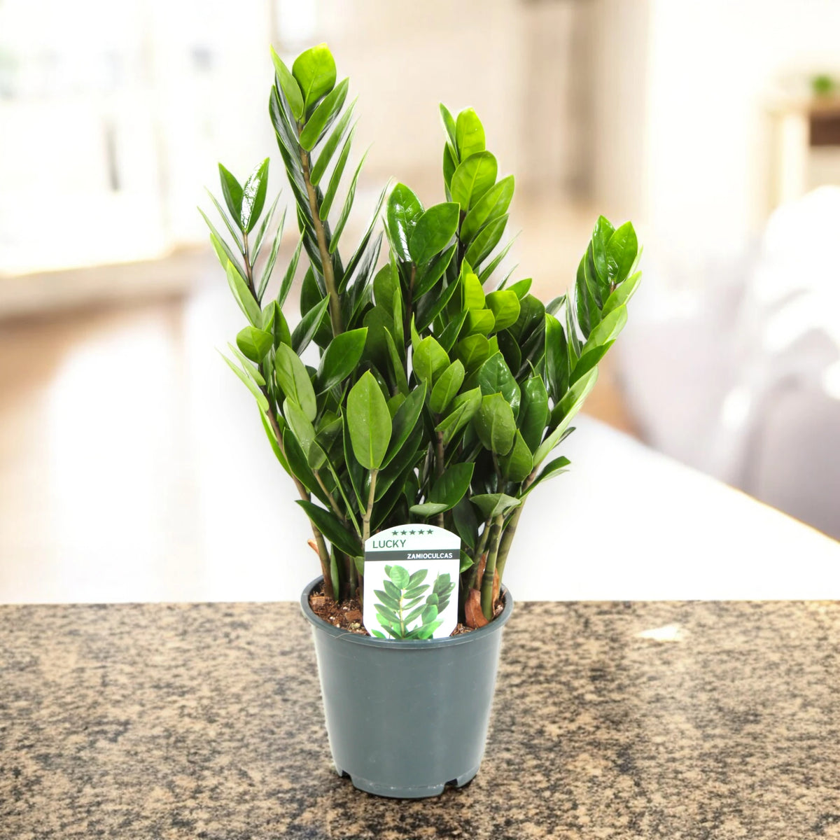 Zamioculcas da appartamento