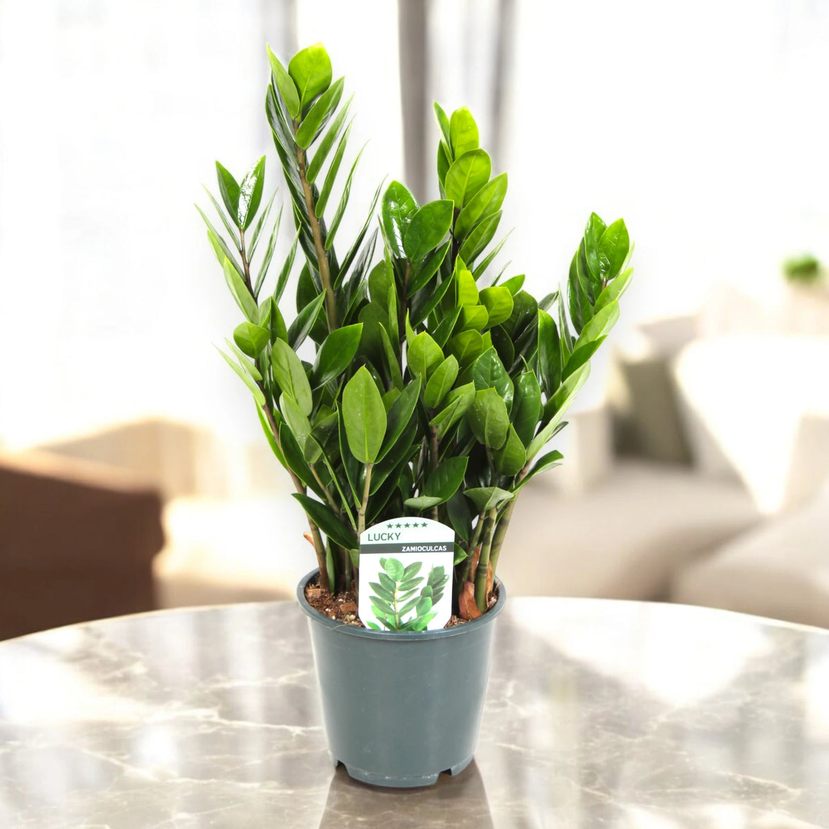 Fogliame della Zamioculcas zamiifolia