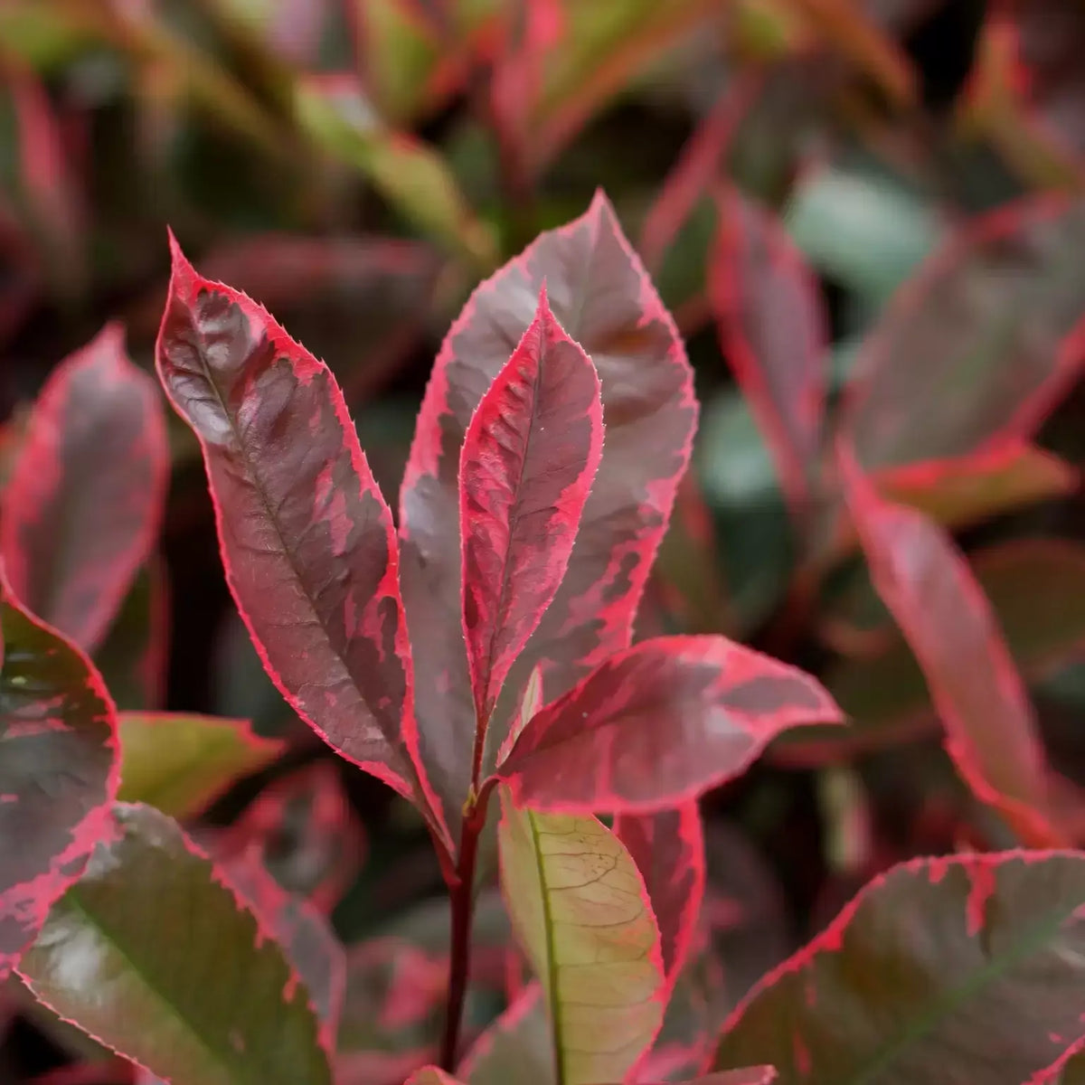 Photinia x fraseri Louise - fogliame variegato