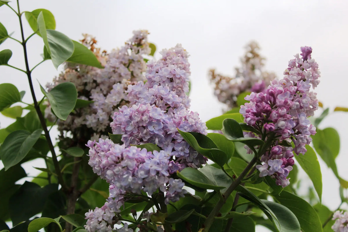 Syringa vulgaris 'Belle De Nancy', lillà dai fiori doppi rosa-lilla