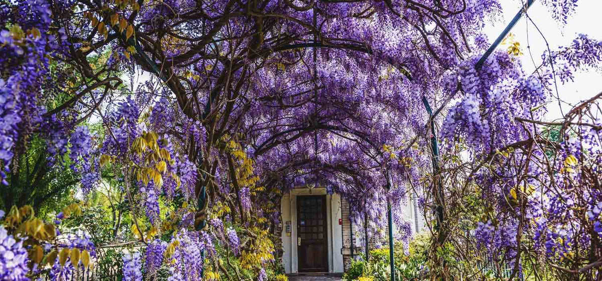Pergolato ricoperto dal Glicine Wisteria floribunda New Blue Fountain con abbondante fioritura viola