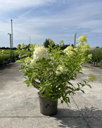 Ortensia - Hydrangea Paniculata 'Limelight'