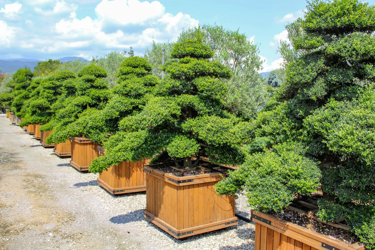 Ilex crenata 'Kinme' coltivati in cassoni di legno e potati nella spettacolare forma giapponese "a nuvola"
