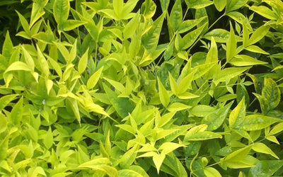 Nandina domestica 'Lemon-Lime'