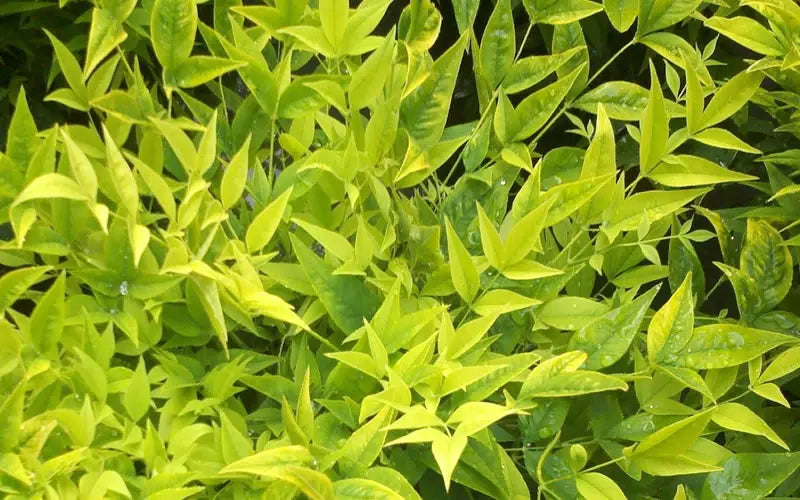Nandina domestica 'Lemon-Lime'