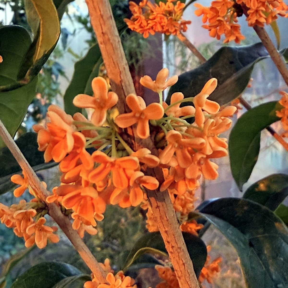 Osmanthus fragrans 'Aurantiacus', primo piano dei fiori arancio profumati raccolti a grappolo sui rami